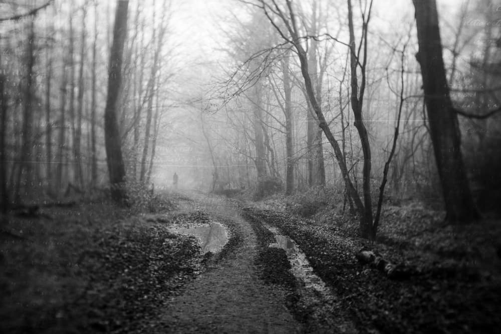 Misty Forest Path by Adam Dauria ☂ — canvas wall art
