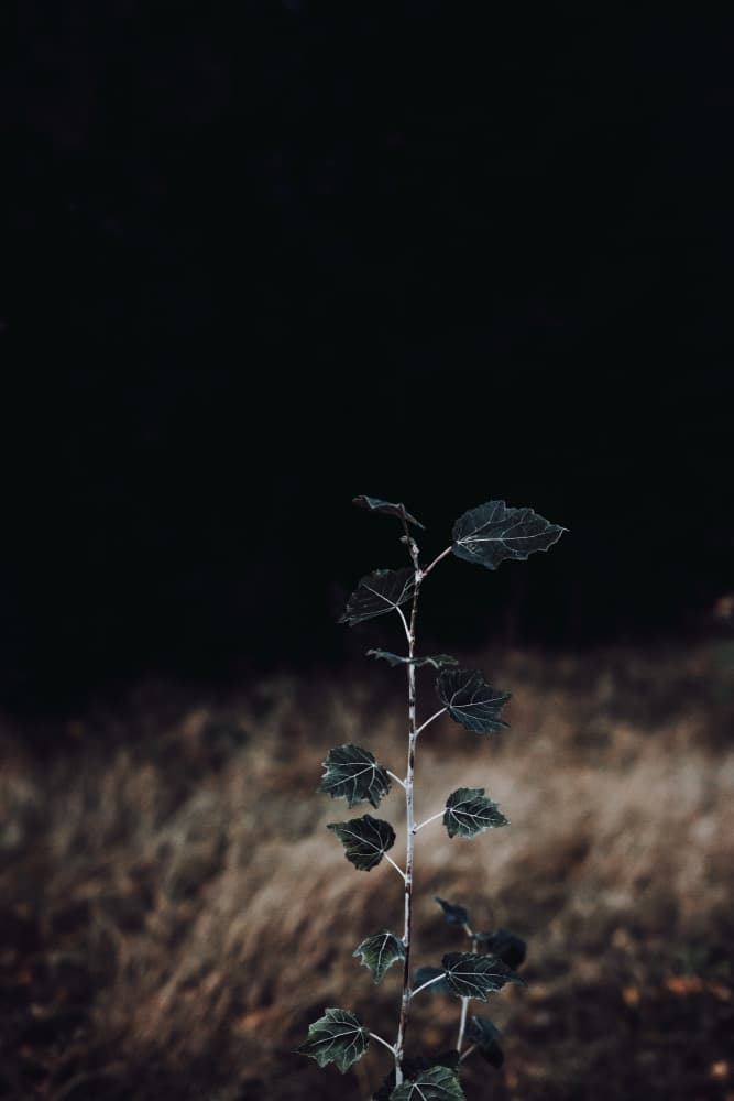 Dark Forest Sapling by Aimee Giles — canvas wall art