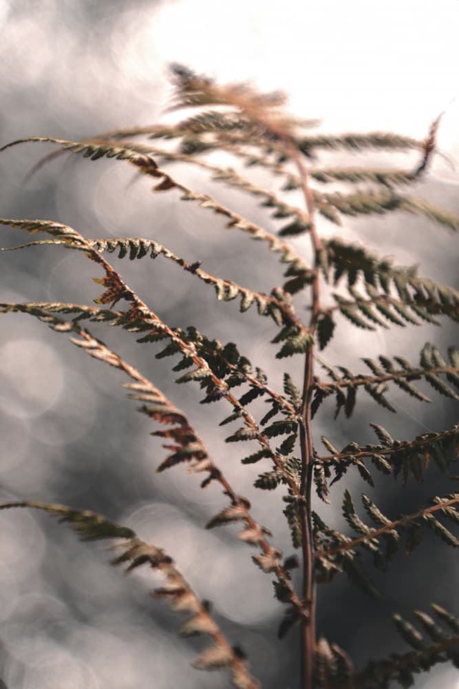 Delicate Autumn Fern by Christina Sillen — canvas wall art
