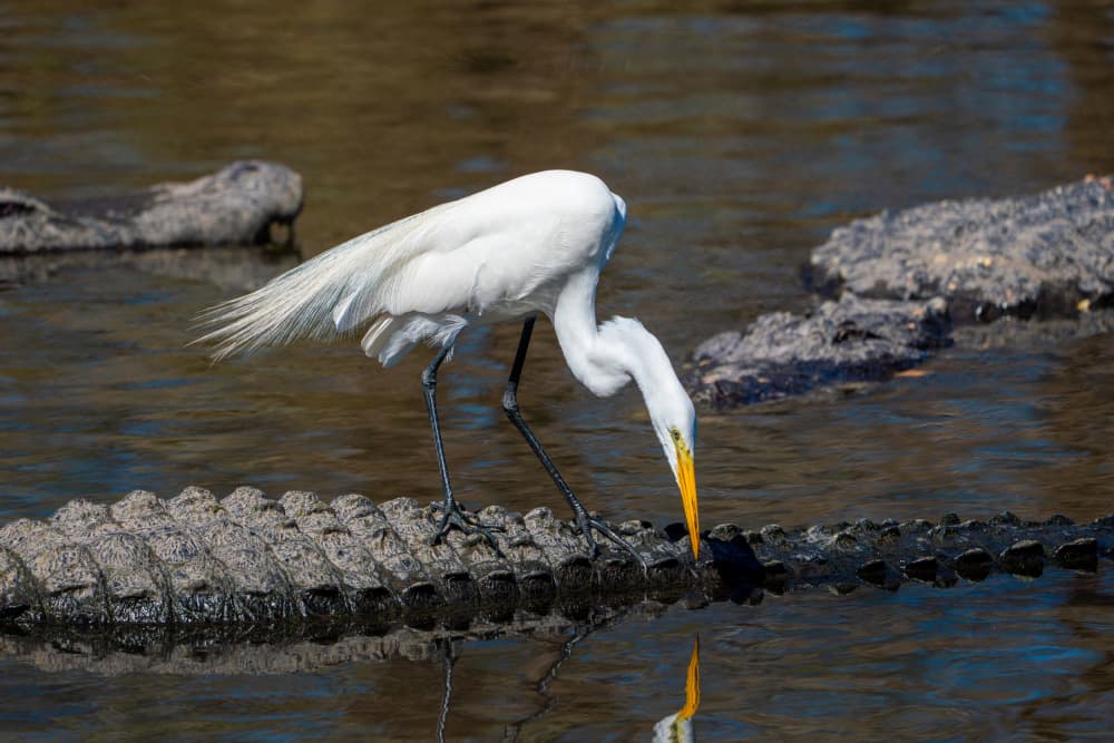 Bold Egret on Alligator by Ed Esposito — canvas wall art