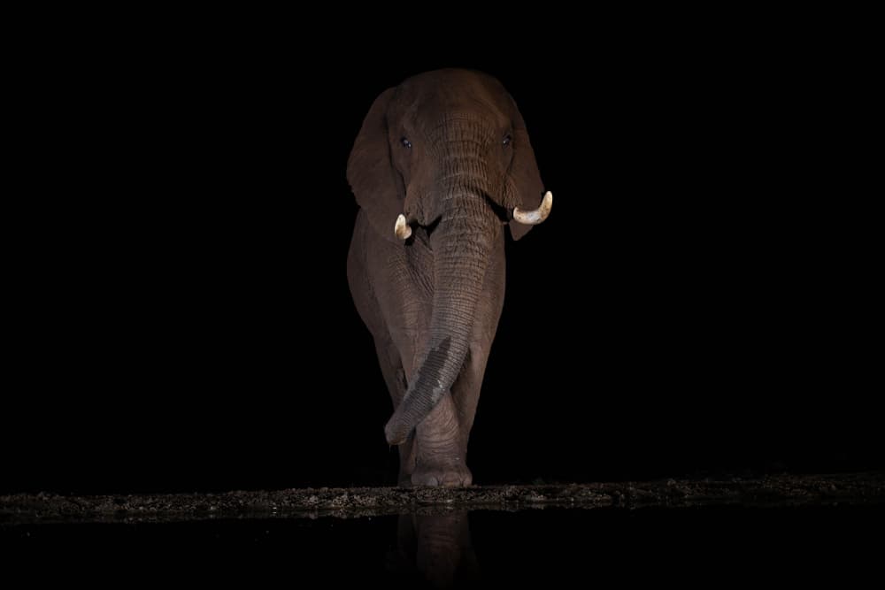 Majestic Elephant at Night by Massimo Felici — canvas wall art