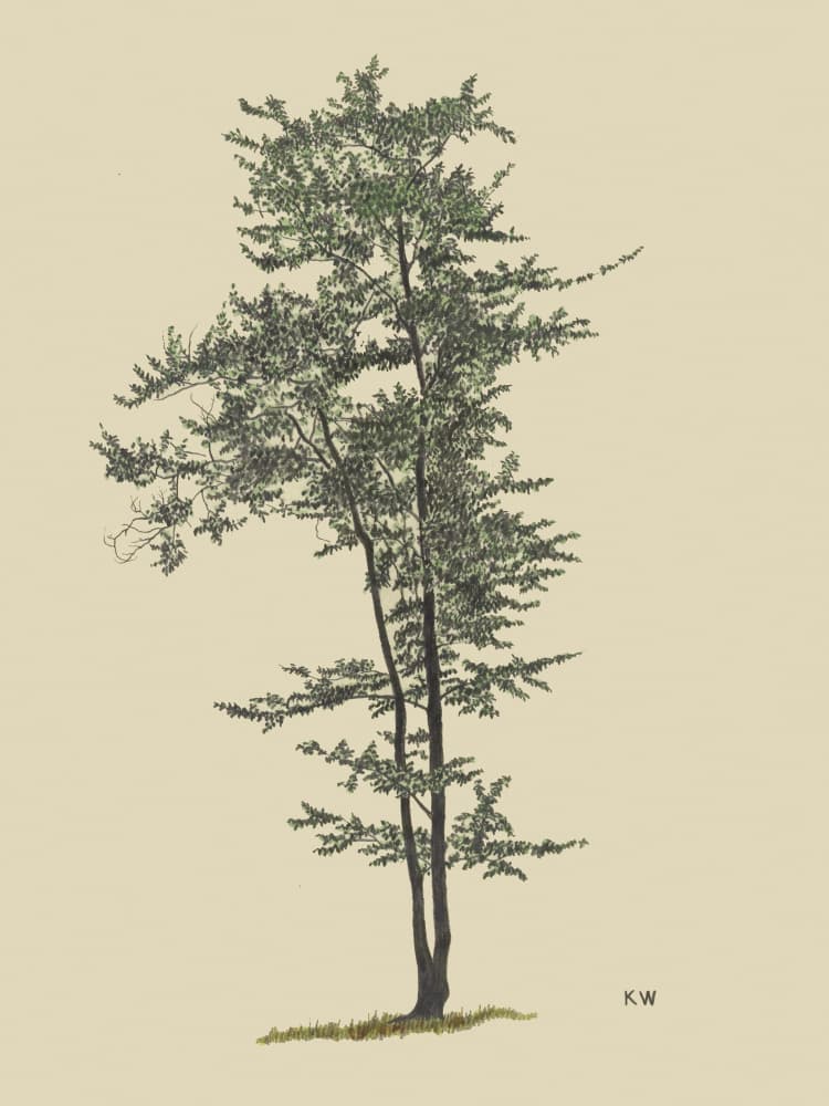Deciduous Tree Around 1924 by Karl Wiener — canvas wall art
