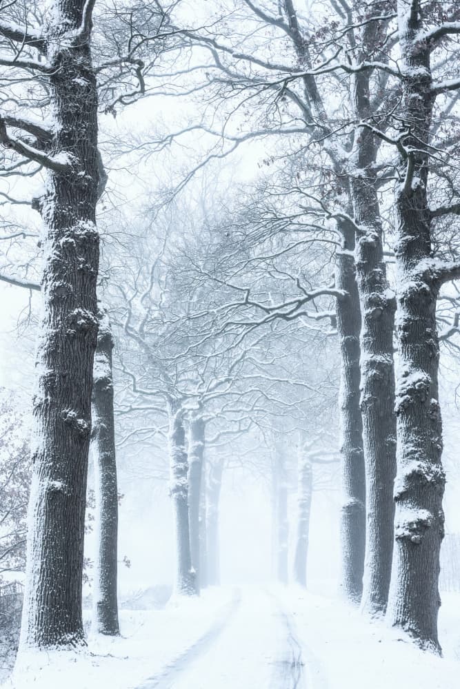 Silent Snowy Road by Hilda van der Lee — canvas wall art