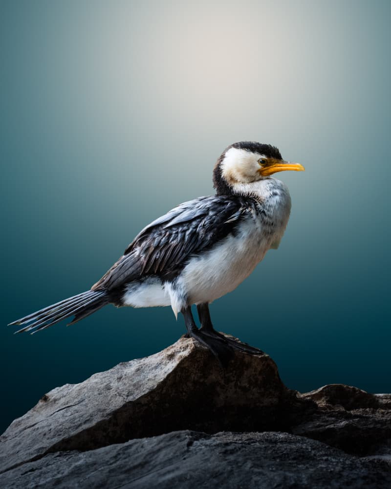 Serene Cormorant Perch by TaranSohal — canvas wall art