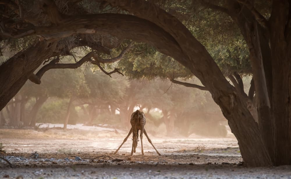 Bending Giraffe Golden Light by Giuseppe DAmico — canvas wall art