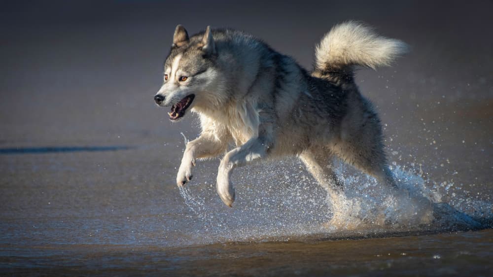Joyful Husky Splash by Emanuel Papamanolis — canvas wall art