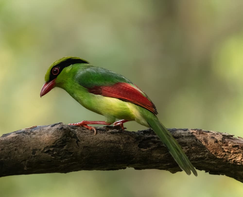 Vibrant Green Bird by Chiranjib Chakraborty — canvas wall art