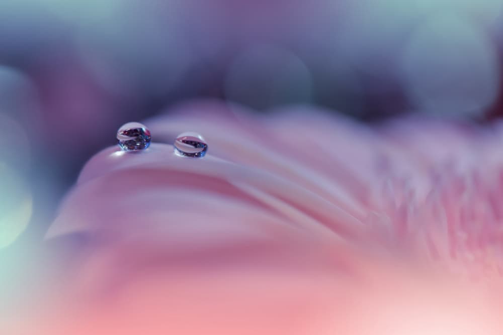 Pink Petal Dew Drops by Juliana Nan — canvas wall art