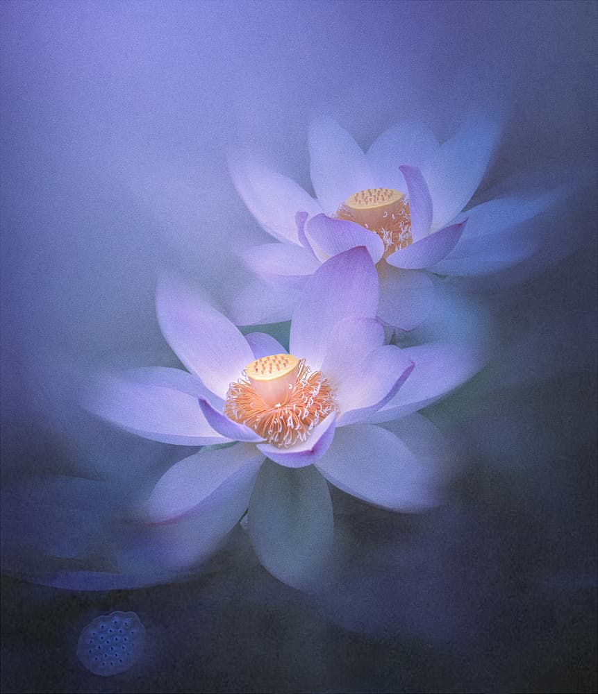 Ethereal Lotus Flowers by Catherine Wang — canvas wall art