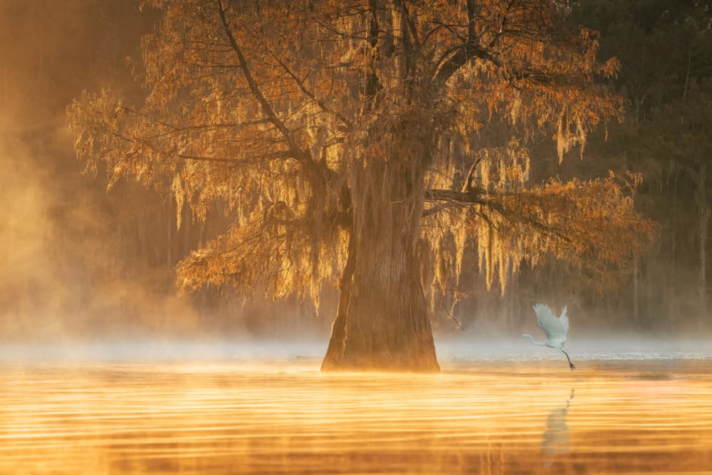 Golden Morning Egret by Willa Wei — canvas wall art