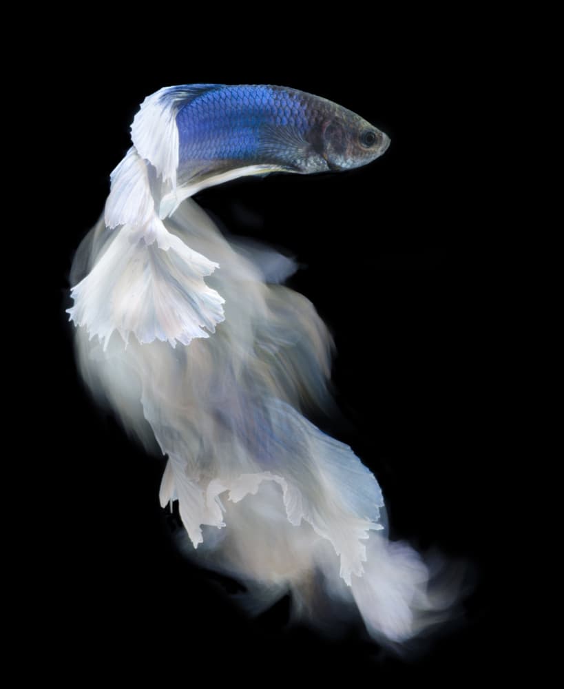 Graceful Blue Betta by Rawisyah Aditya — canvas wall art