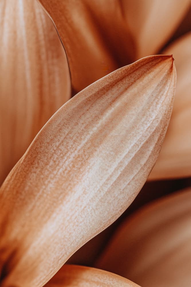 Amber Petal Elegance by Treechild — canvas wall art