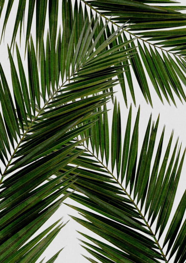 Vibrant Palm Fronds by Orara Studio — canvas wall art