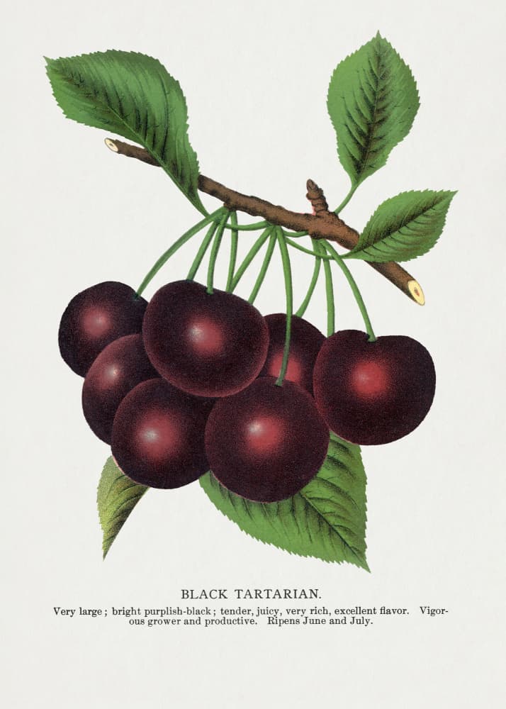 Black Tartarian Cherry Lithograph by Botanical Specimen Rochester Lithographing — canvas wall art