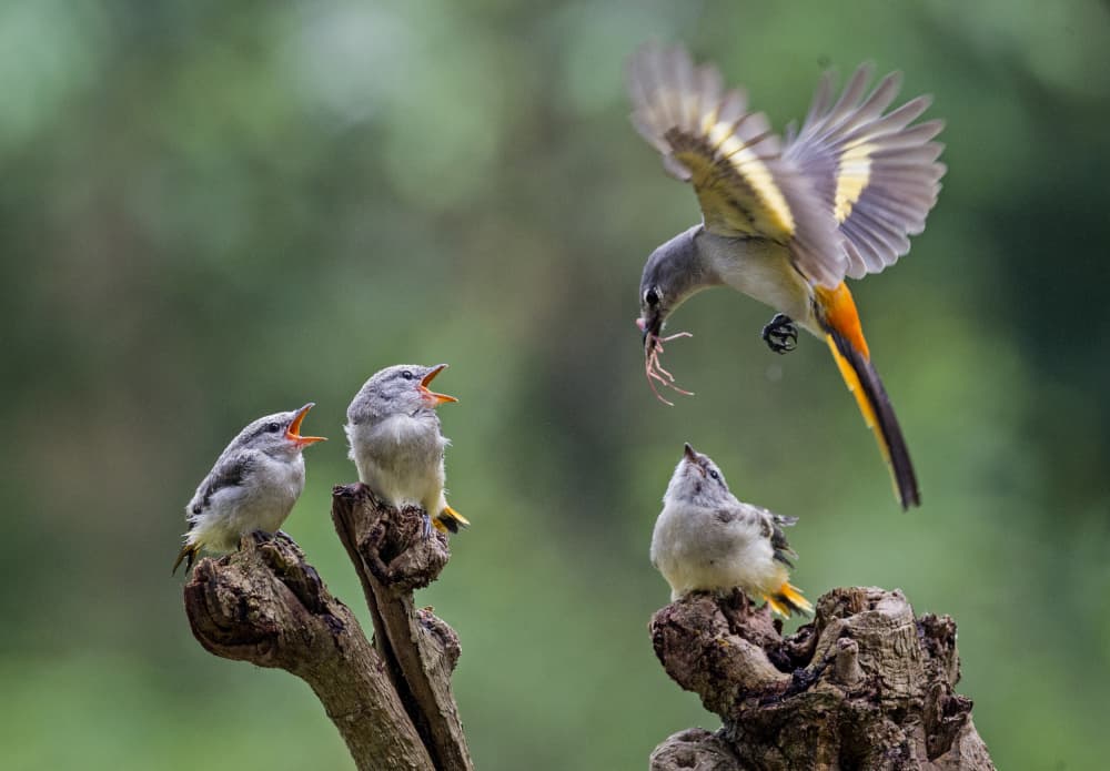 Nurturing Bird Family by Angela Muliani Hartojo — canvas wall art