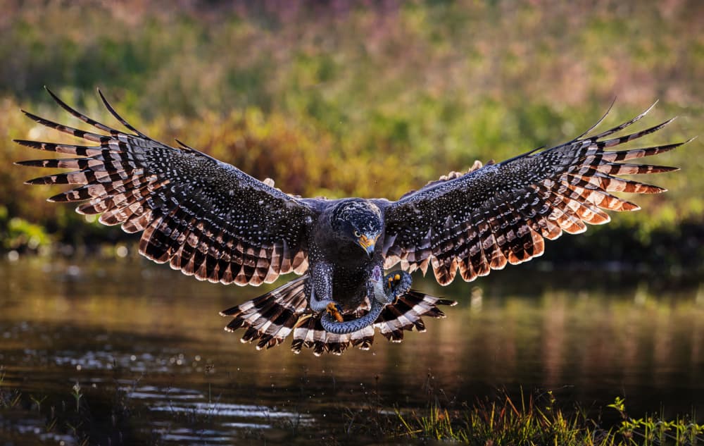 Crested Serpent Eagle by Taksing (吉星高照) — canvas wall art