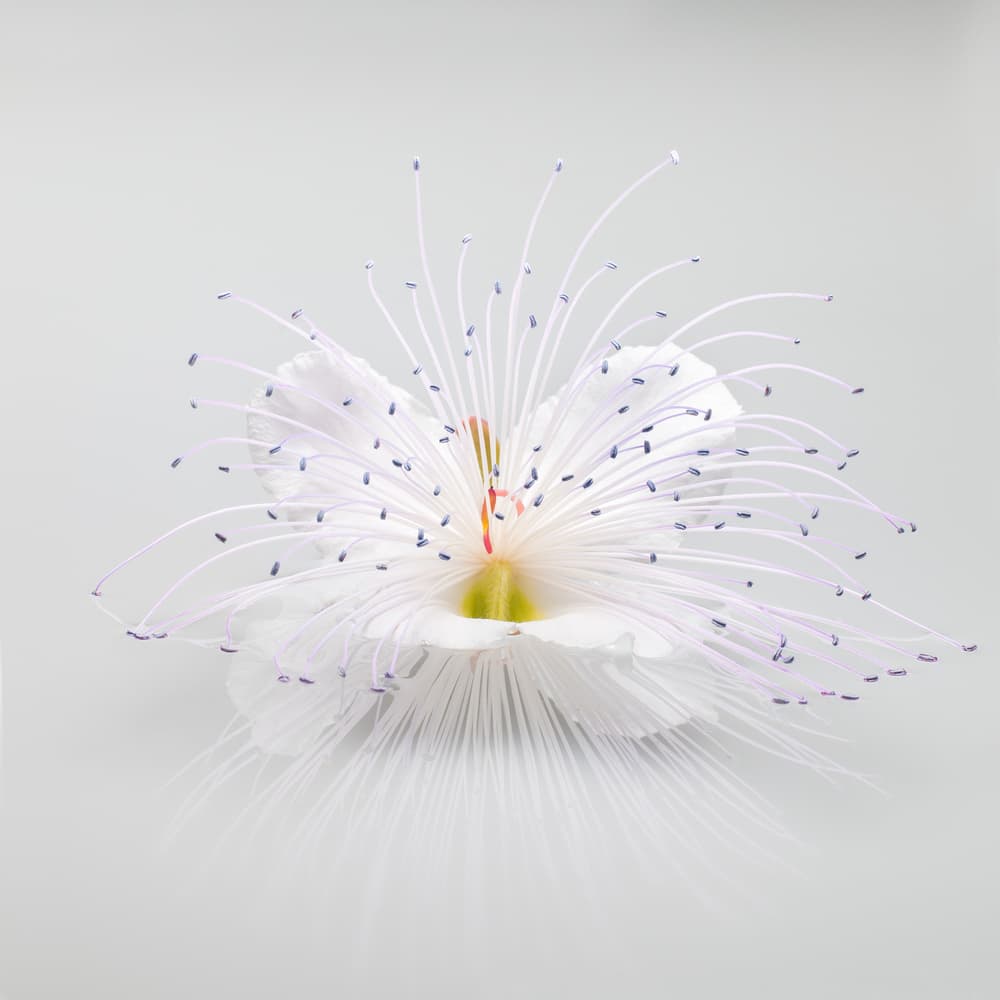 White Bloom Reflection by Rico Cavallo — canvas wall art