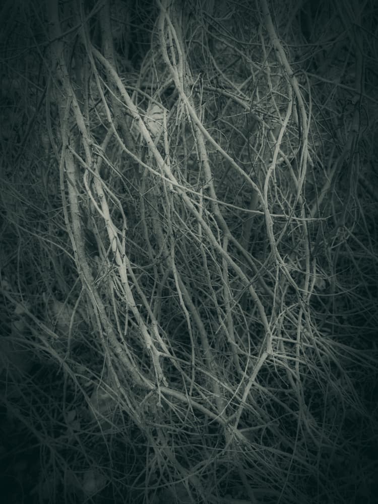 Mysterious Forest Tangle by Angelo Cerantola — canvas wall art
