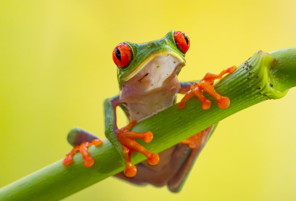 Red-Eyed Tree Frog by Mike He — canvas wall art