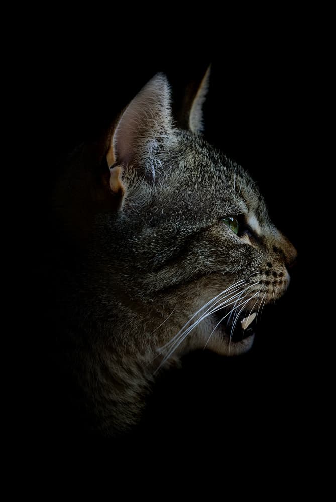 Hissing Tabby Profile by Peter Schade — canvas wall art
