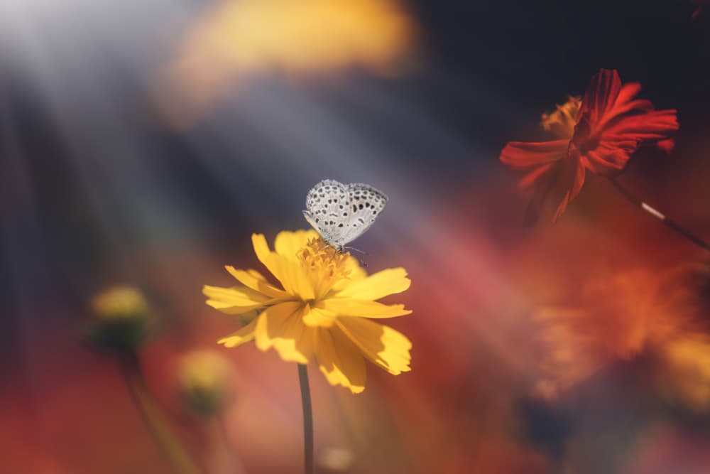 Butterfly In Sun Rays by Takashi Suzuki — canvas wall art
