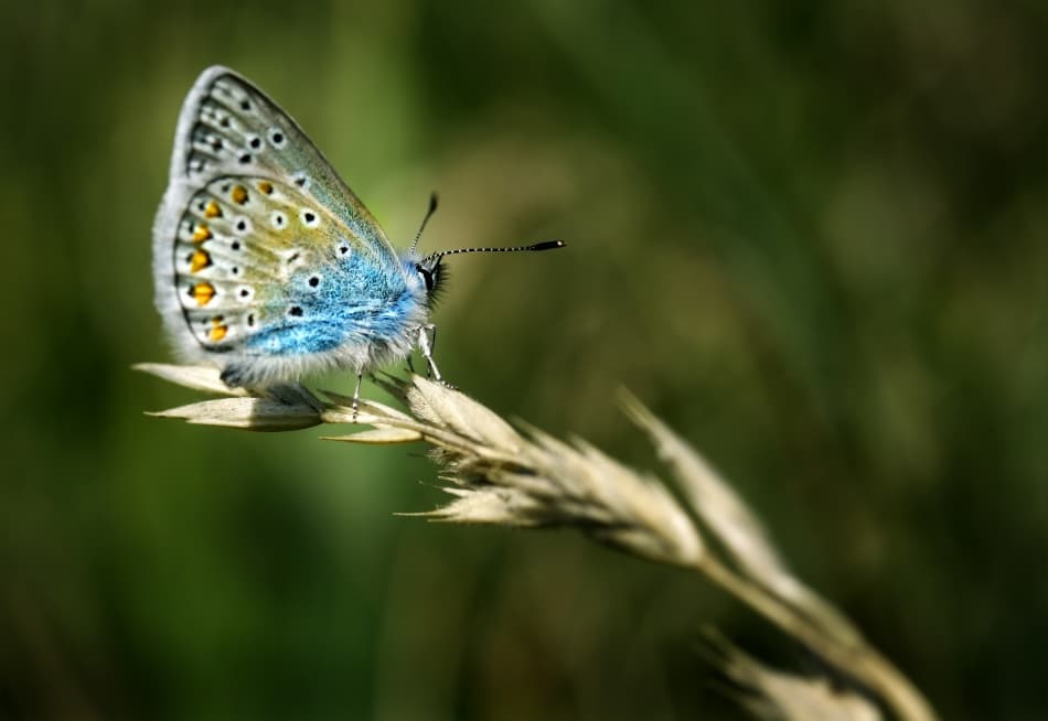 Meadow Blue Butterfly by Niels Christian Wulff — canvas wall art