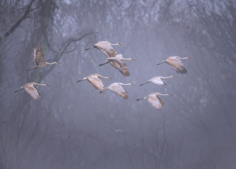 Cranes in Misty Flight by Deming W — canvas wall art