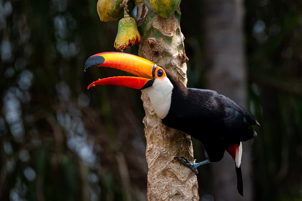 Toco Toucan Papaya Tree by Massimo Felici — canvas wall art