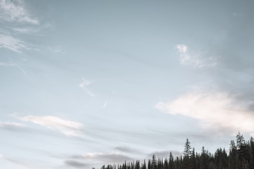 Serene Forest Sky by Lynann Colligan — canvas wall art