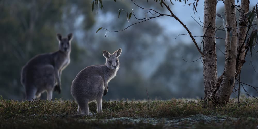 Misty Morning Kangaroos by Hung Tsui — canvas wall art