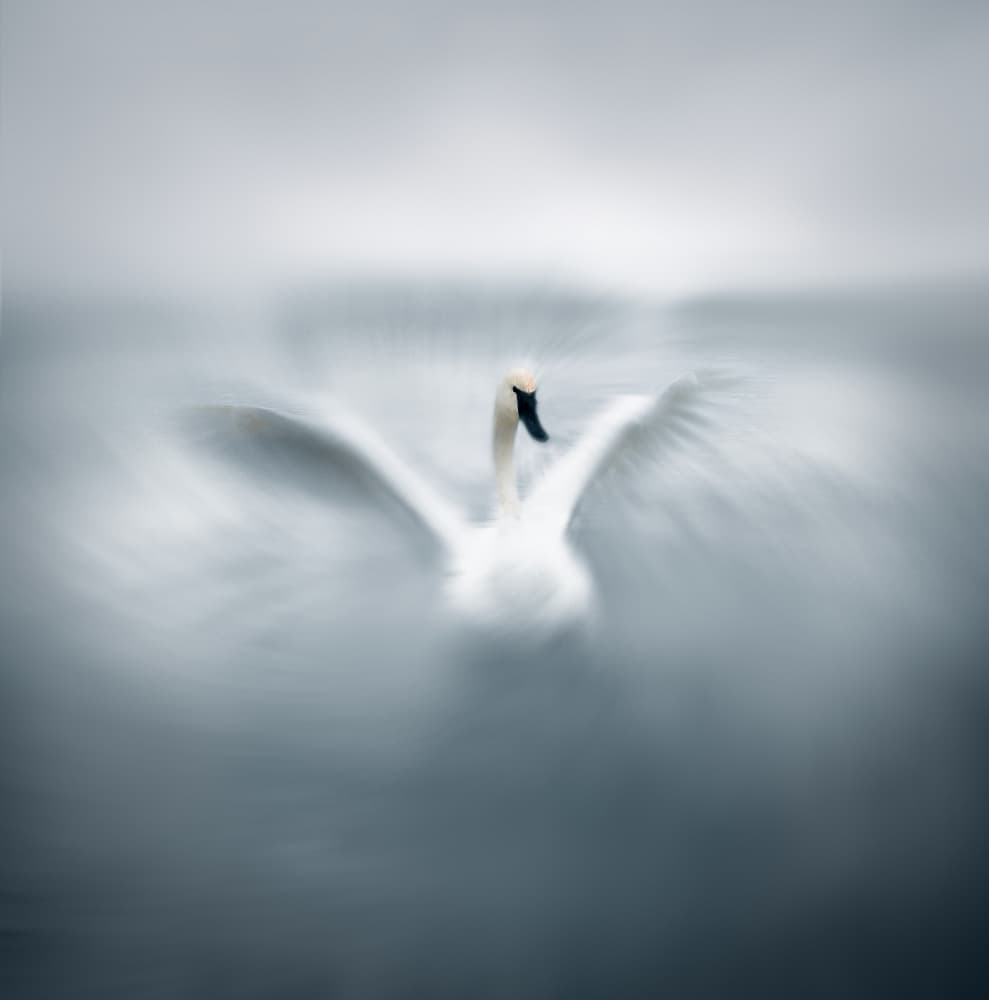 Graceful Swan Flight by Hui — canvas wall art