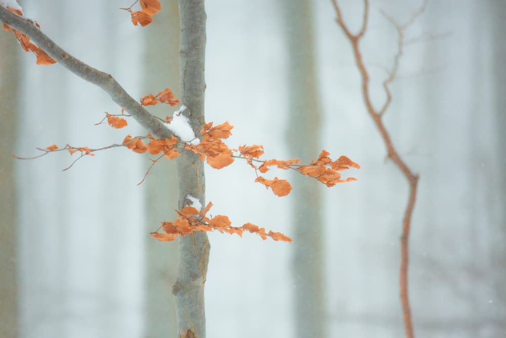 Snowy Orange Leaves by Gianpaolo Meriana — canvas wall art