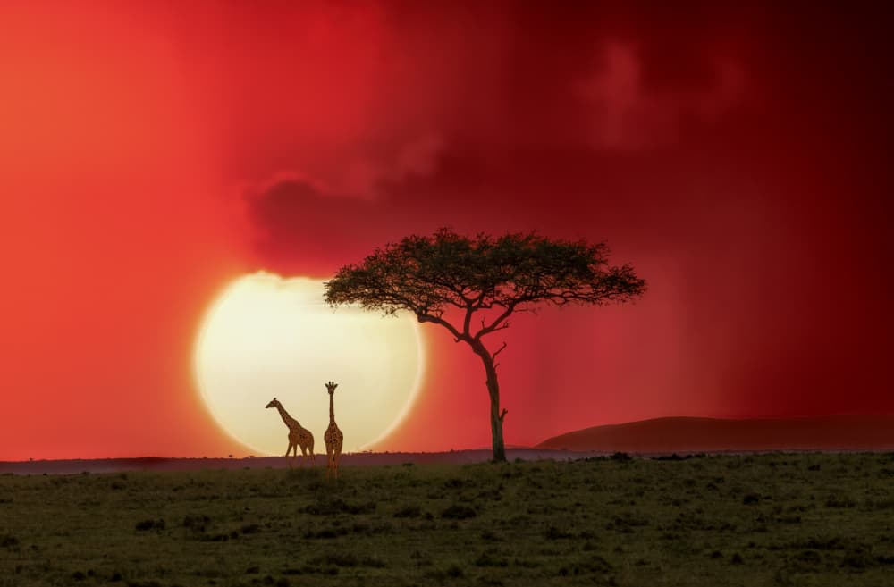 Giraffes At Sunset by DonnaHom APA — canvas wall art