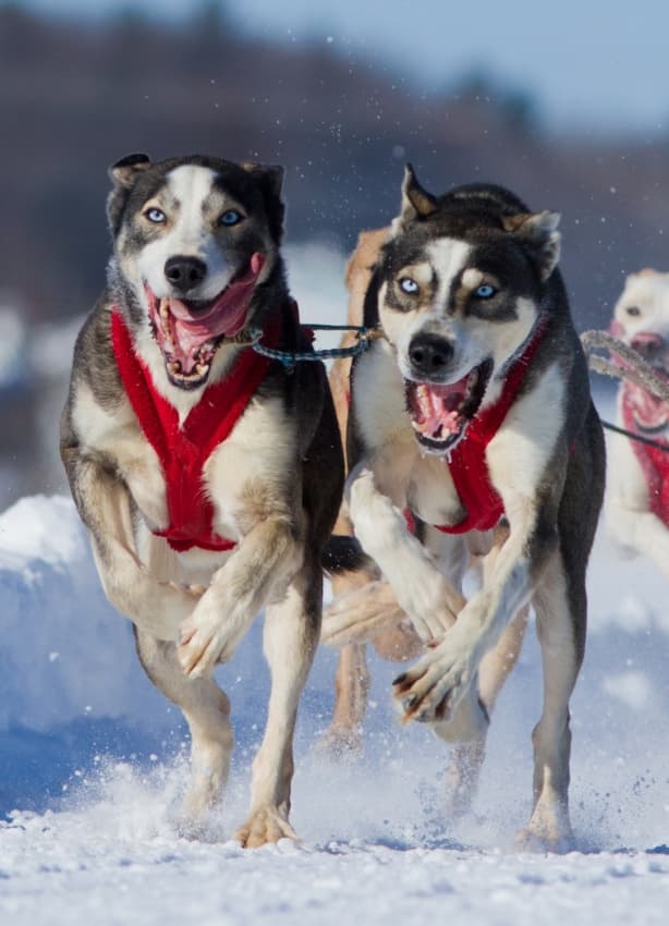 Blue-Eyed Huskies Running by Mircea Costina — canvas wall art