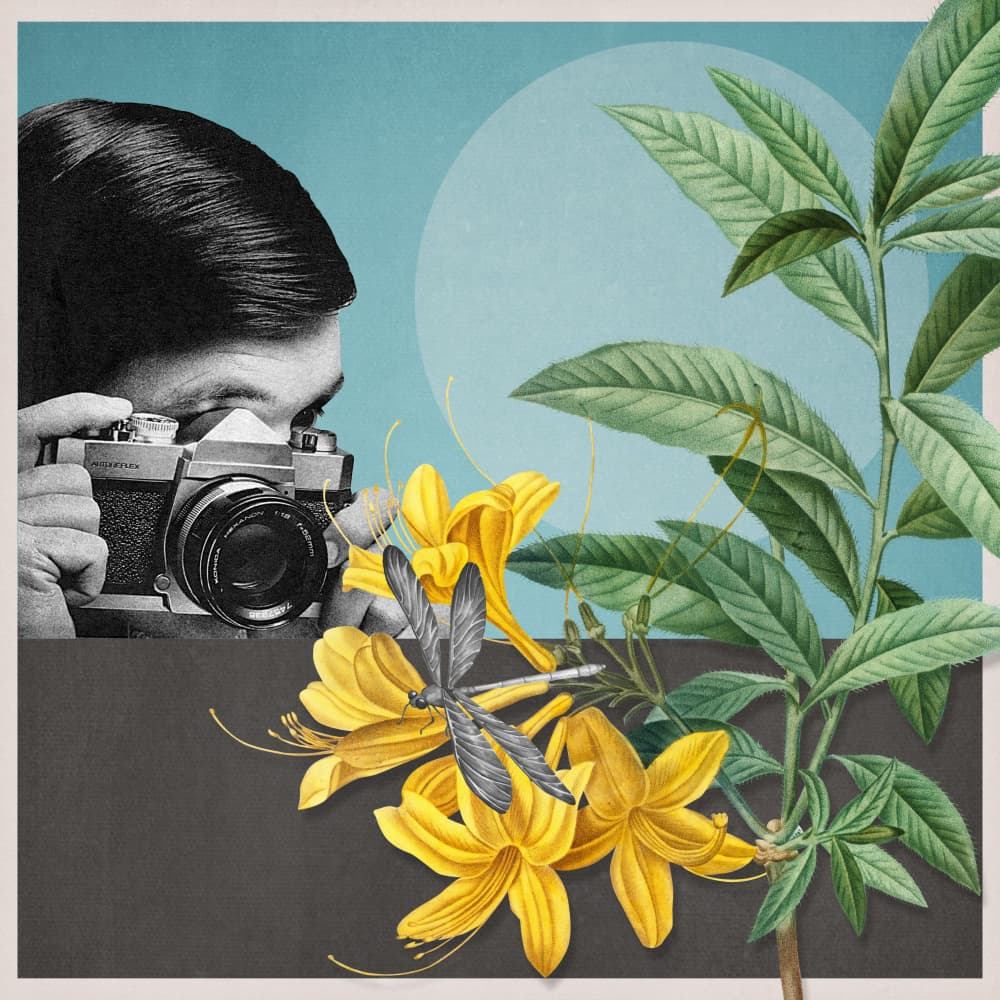 Nature Photographer Yellow Blooms by Marja van den Hurk — canvas wall art
