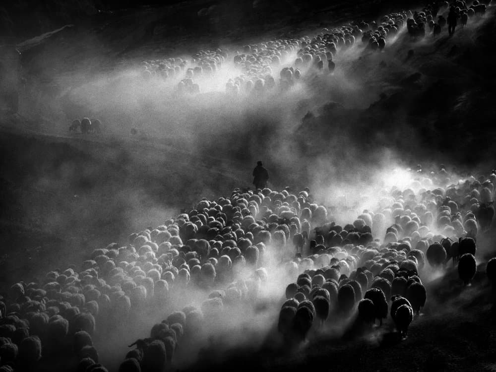 Dusty Sheep Migration by Gilcan Mete — canvas wall art