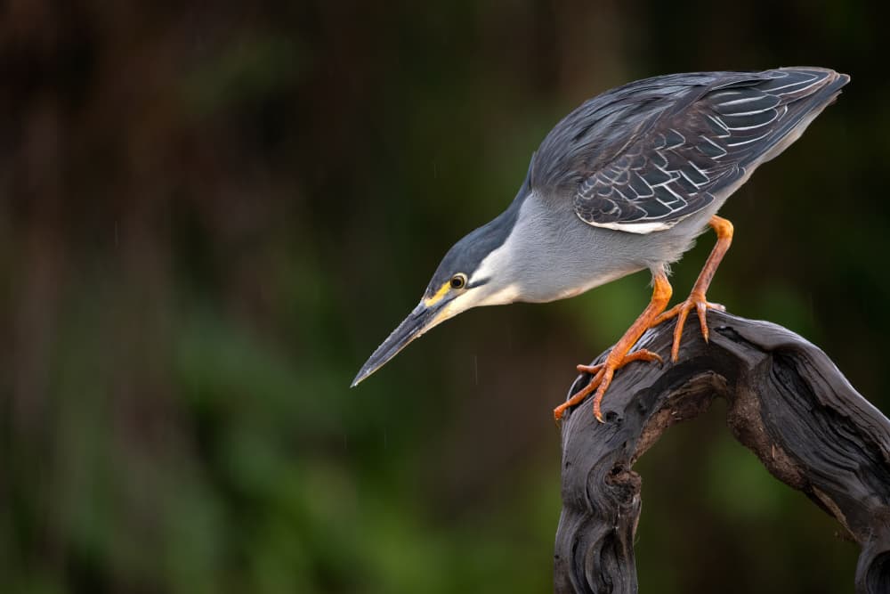 Little Heron Perched by Massimo Felici — canvas wall art