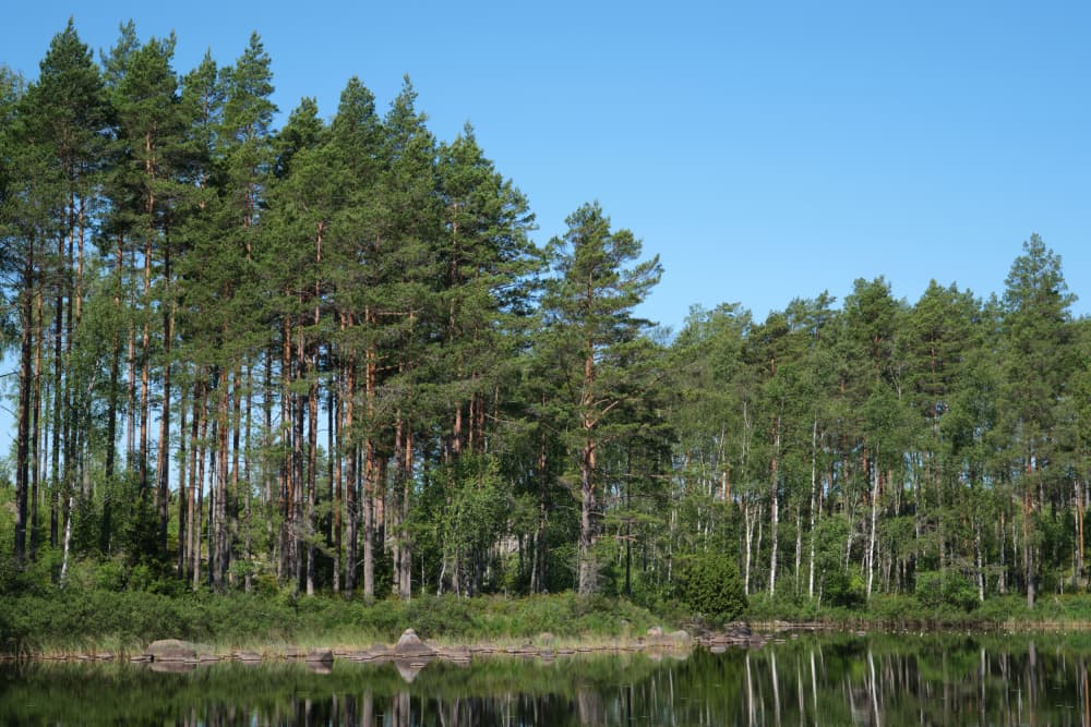 Serene Forest Lake by Geertjan Plooijer — canvas wall art
