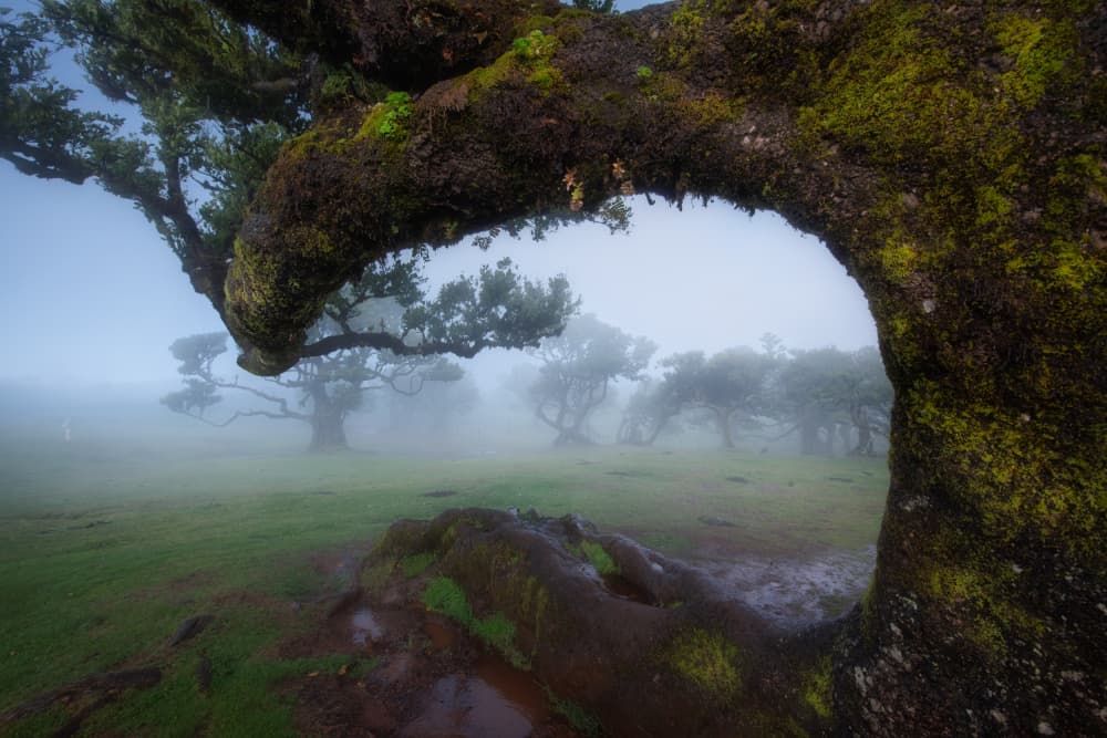 Ethereal Forest Arch by Adam Pachula — canvas wall art