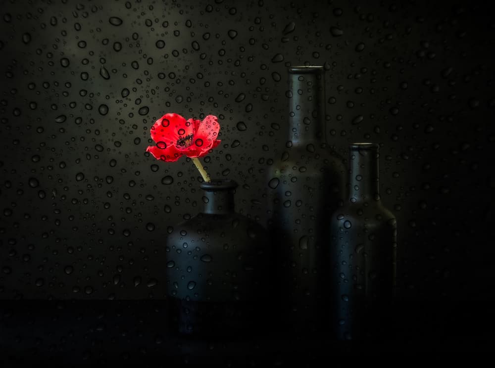 Red Poppy Water Drops by Jacqueline Hammer — canvas wall art