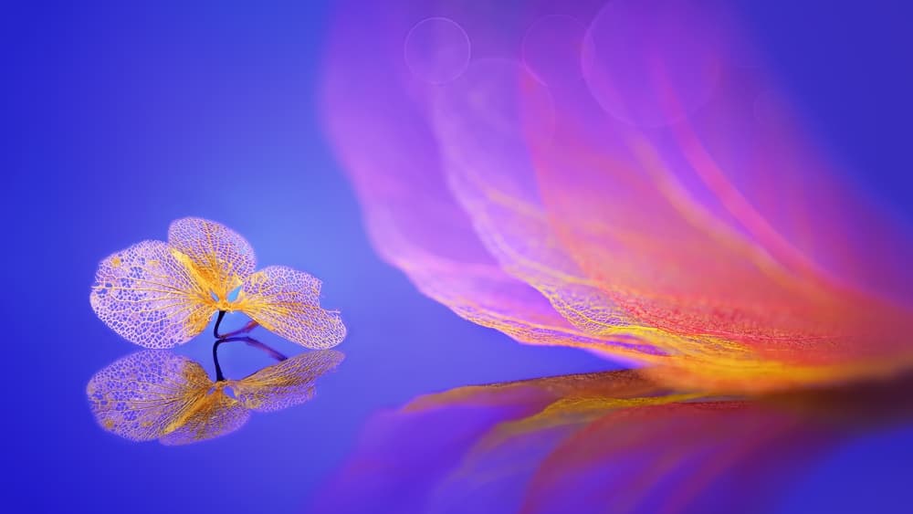 Golden Petal Reflection by Sophie Pan — canvas wall art