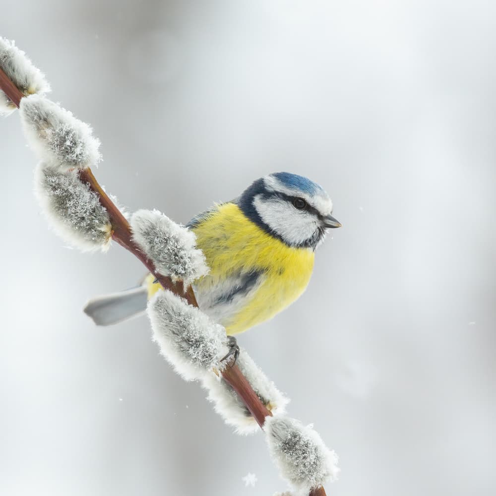 Blue Tit on Pussy Willow by Annie Keizer — canvas wall art