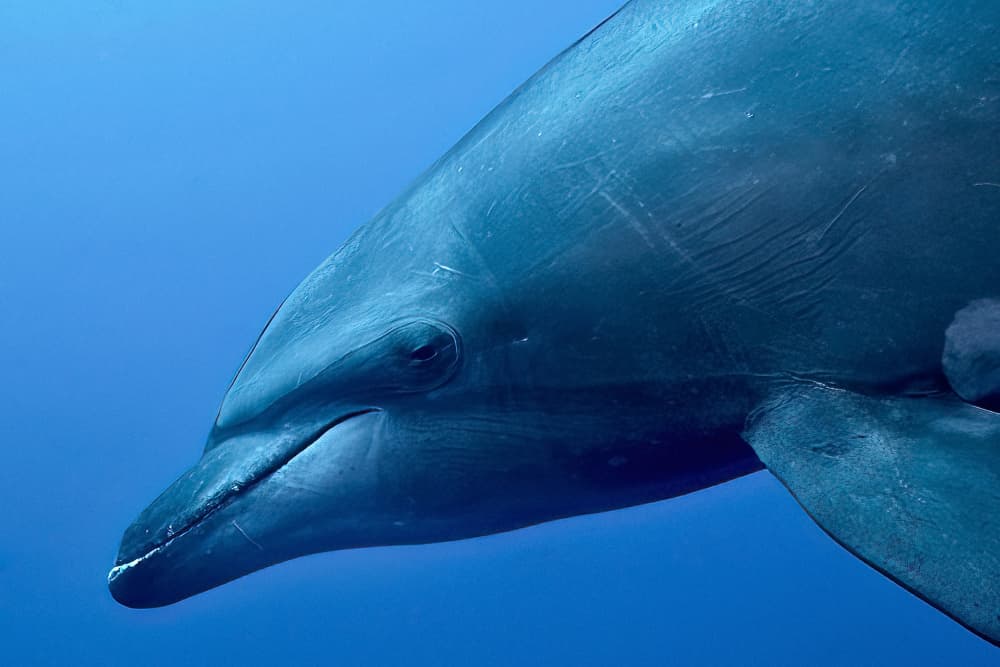Majestic Underwater Dolphin by Serge Melesan — canvas wall art