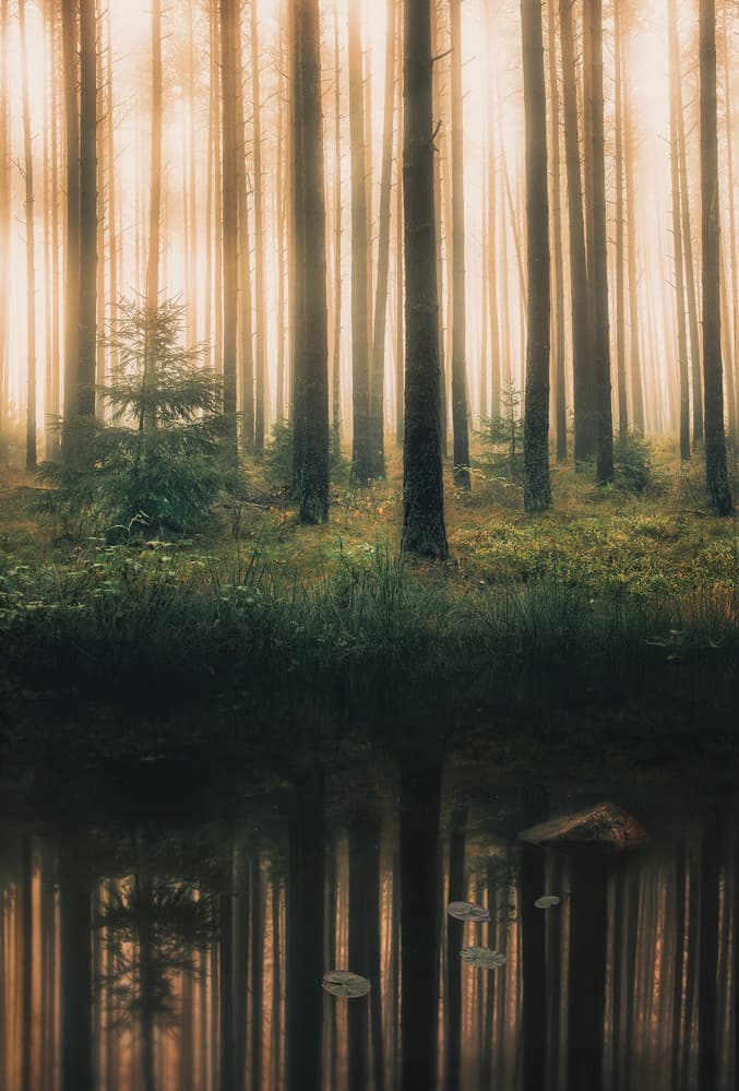 Misty Forest Reflections by Christian Lindsten — canvas wall art