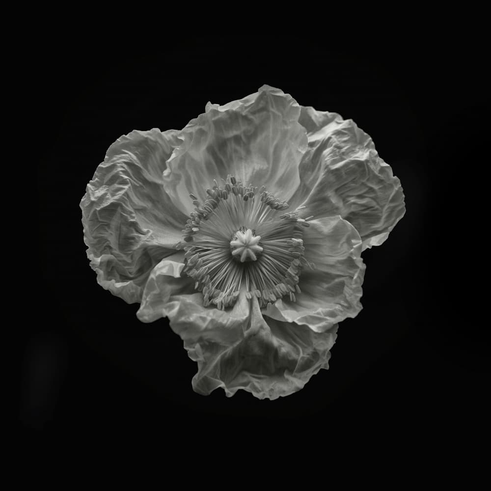 Monochrome Poppy Bloom by Lotte Grønkjær — canvas wall art
