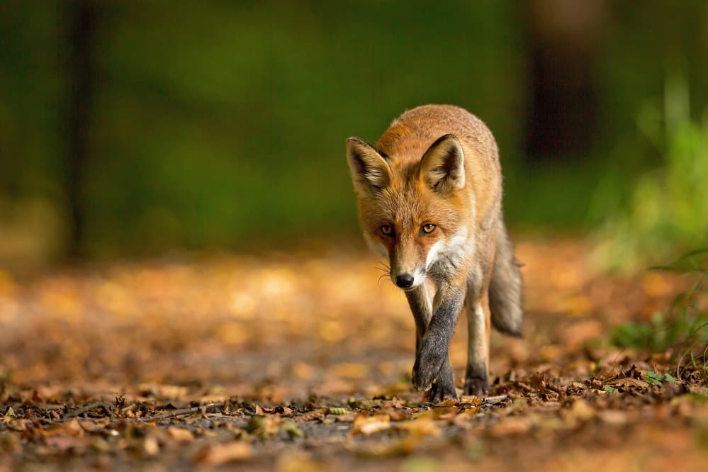 Watchful Forest Fox by Milan Zygmunt — canvas wall art