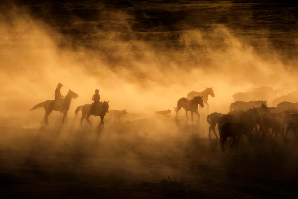 Western Horse Roundup by Dan Mirica — canvas wall art