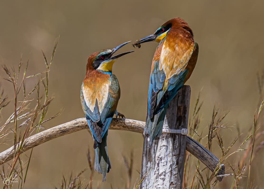 Bee Eaters Feeding by Oren Yacov — canvas wall art