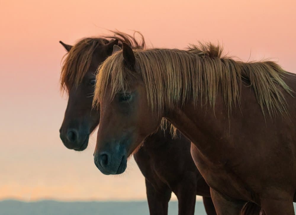 Peaceful Wild Horses by Wenjin Yu — canvas wall art