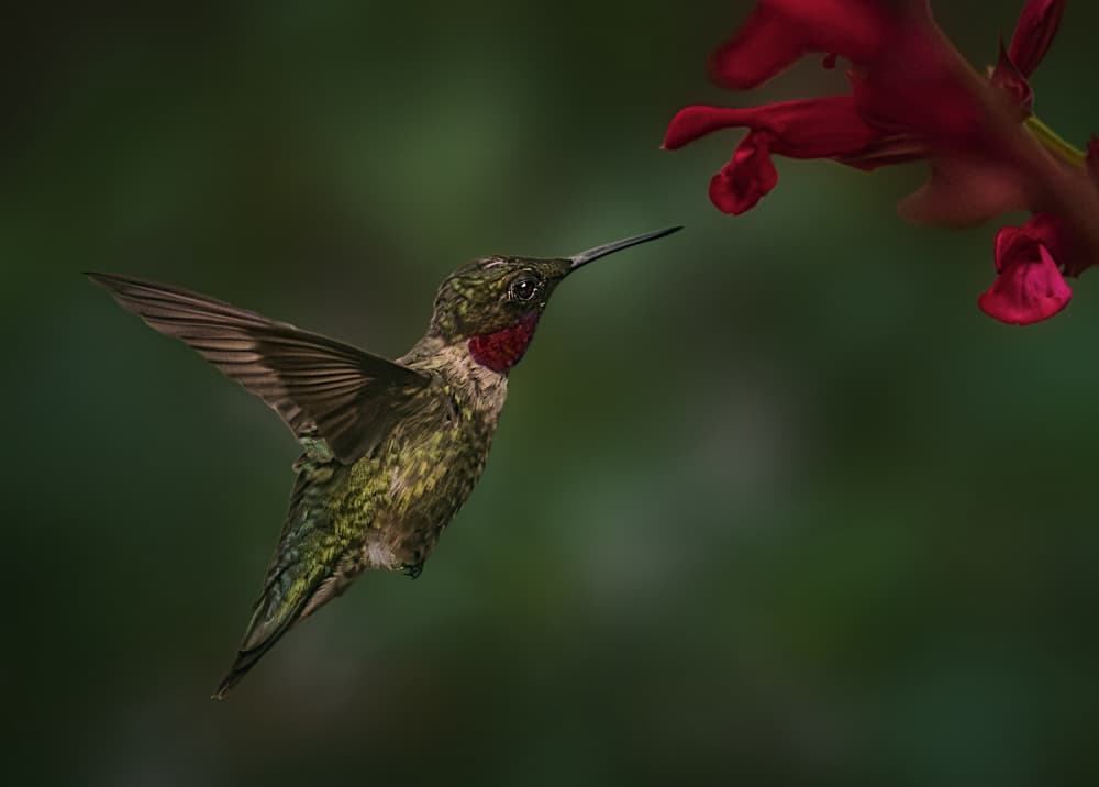 Hummingbird Nectar Moment by Ben.C.L — canvas wall art